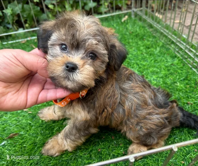 Brown Teddy Maltipoo – Maltipoo, Shorkie puppy for sale in San Diego, CA