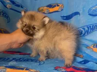 TeddyBear Pomeranian, a male Pomeranian for sale in San Diego, CA – 1 of 1
