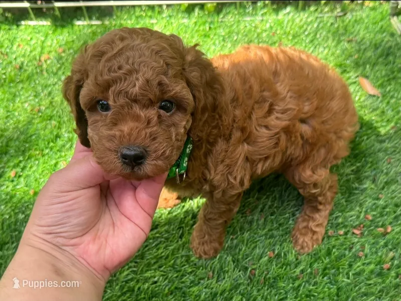 Male TOY SIZE Poodle – Poodle - Toy  puppy for sale in San Diego, CA