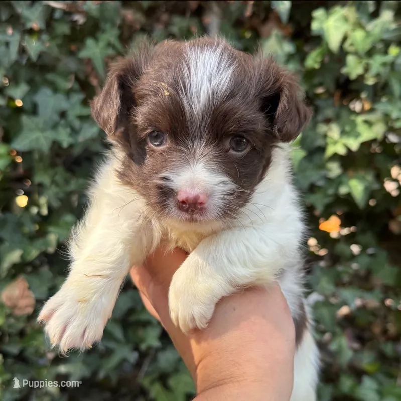 Small Malchi Puppy – Pomapoo, Malchi puppy for sale in San Diego, CA
