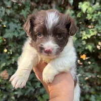 Small Malchi Puppy, a male Pomapoo and Malchi for sale in San Diego, CA – 1 of 1