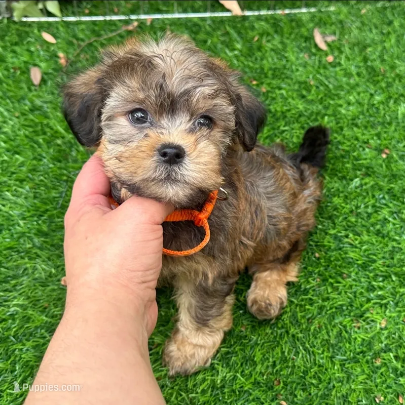 Cutest Maltipoo  – Maltipoo, Shorkie puppy for sale in San Diego, CA