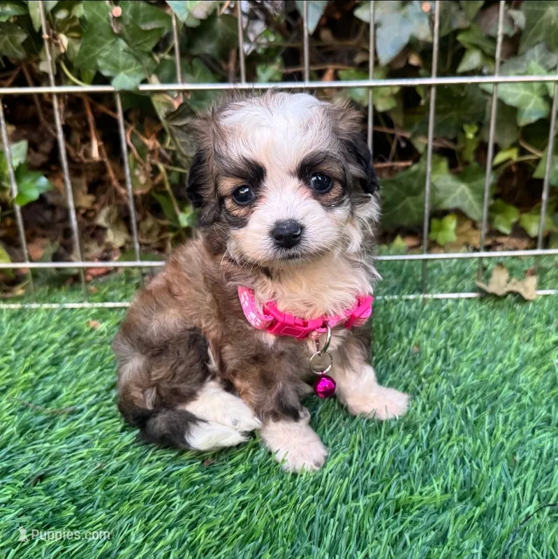 TRUE TEACUP PUPPY  – Maltipoo, Poodle - Toy  puppy for sale in San Diego, CA