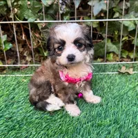 TRUE TEACUP PUPPY , a female Maltipoo and Poodle - Toy  for sale in San Diego, CA – 1 of 2