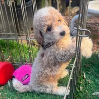 MILO 🐶, a male Maltipoo and Poodle - Toy  for sale in San Diego, CA – 1 of 3