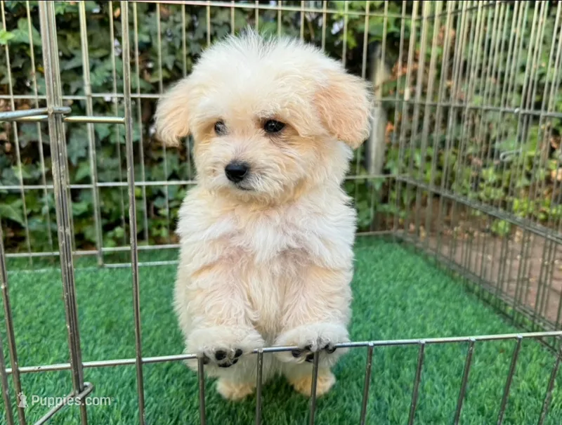 MaltiPoo Puppy  – Maltipoo, Poodle - Toy  puppy for sale in San Diego, CA