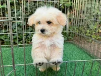 MaltiPoo Puppy , a male Maltipoo and Poodle - Toy  for sale in San Diego, CA – 1 of 2