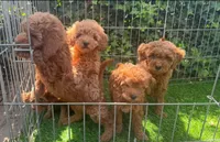 Goldendoodle Puppy, a female Poodle - Toy  and Miniature Goldendoodle for sale in San Diego, CA – 2 of 2