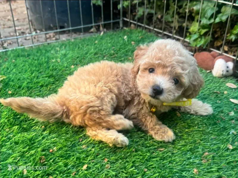 Female Teddy Face Maltipoo  – Maltipoo, Poodle - Toy  puppy for sale in San Diego, CA