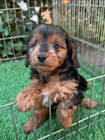 PERFECT Yorkie Puppy , a female Yorkshire Terrier for sale in San Diego, CA – 2 of 2