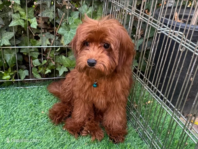Micro Mini Goldendoodle  – Poodle - Toy , Miniature Goldendoodle puppy for sale in San Diego, CA