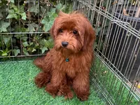 Micro Mini Goldendoodle , a male Poodle - Toy  and Miniature Goldendoodle for sale in San Diego, CA – 1 of 1