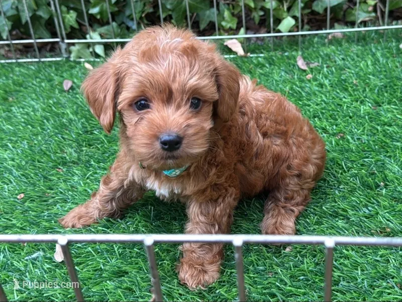 RED Malti-Poo – Maltipoo, Poodle - Toy  puppy for sale in San Diego, CA