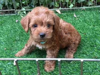 RED Malti-Poo, a male Maltipoo and Poodle - Toy  for sale in San Diego, CA – 1 of 1