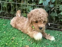 Dark Apricot Maltipoo , a male Maltipoo and Poodle - Toy  for sale in San Diego, CA – 1 of 3