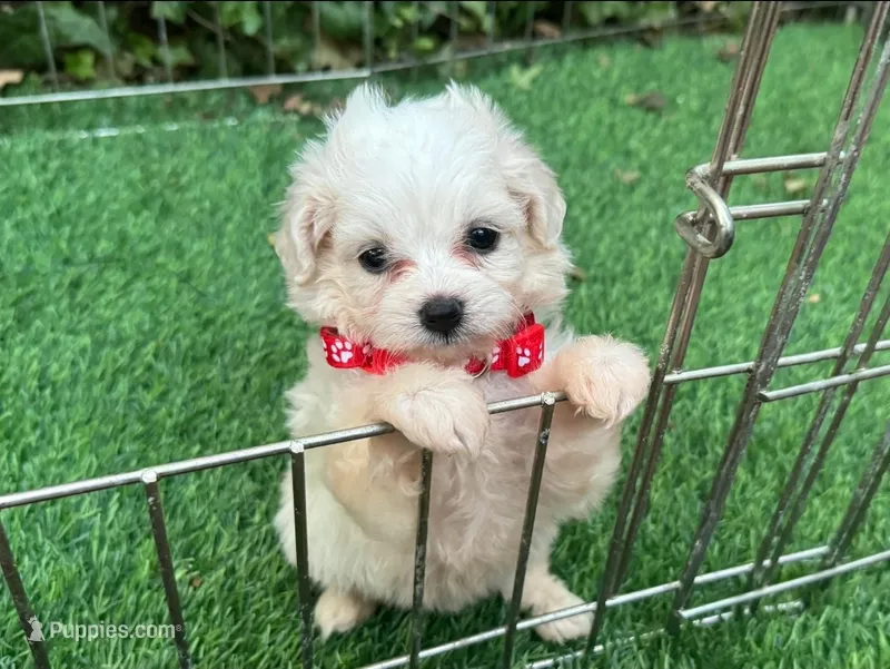 Teacup Maltipoo Baby Doll – Maltipoo, Poodle - Toy  puppy for sale in San Diego, CA