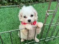 Teacup Maltipoo Baby Doll, a female Maltipoo and Poodle - Toy  for sale in San Diego, CA – 1 of 2