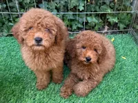 TeddyBear Goldendoodle , a female Poodle - Toy  and Miniature Goldendoodle for sale in San Diego, CA – 2 of 2