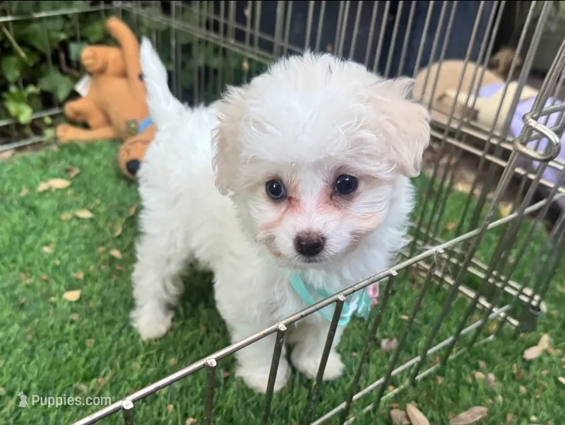 Adorable Malti-Poo Baby🧸💖 – Maltipoo, Maltese puppy for sale in San Diego, CA