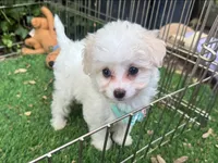 Adorable Malti-Poo Baby🧸💖, a female Maltipoo and Maltese for sale in San Diego, CA – 1 of 2