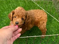 PIPPY, a male Poodle - Toy  for sale in San Diego, CA – 2 of 2