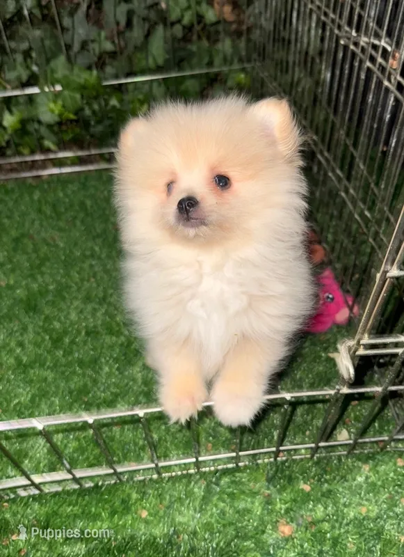 Teddy Bear Pomeranian 🧸  – Pomeranian puppy for sale in San Diego, CA