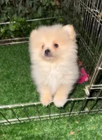 Teddy Bear Pomeranian 🧸 , a male Pomeranian for sale in San Diego, CA – 1 of 1