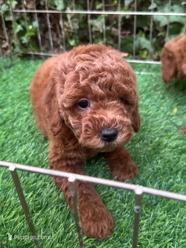 Red Poodle Female 🐩 ♥️ 😍  – Poodle - Toy , Poodle - Miniature  puppy for sale in San Diego, CA