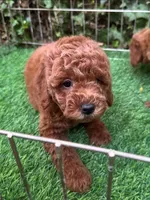 Red Poodle Female 🐩 ♥️ 😍 , a female Poodle - Toy  and Poodle - Miniature  for sale in San Diego, CA – 1 of 2