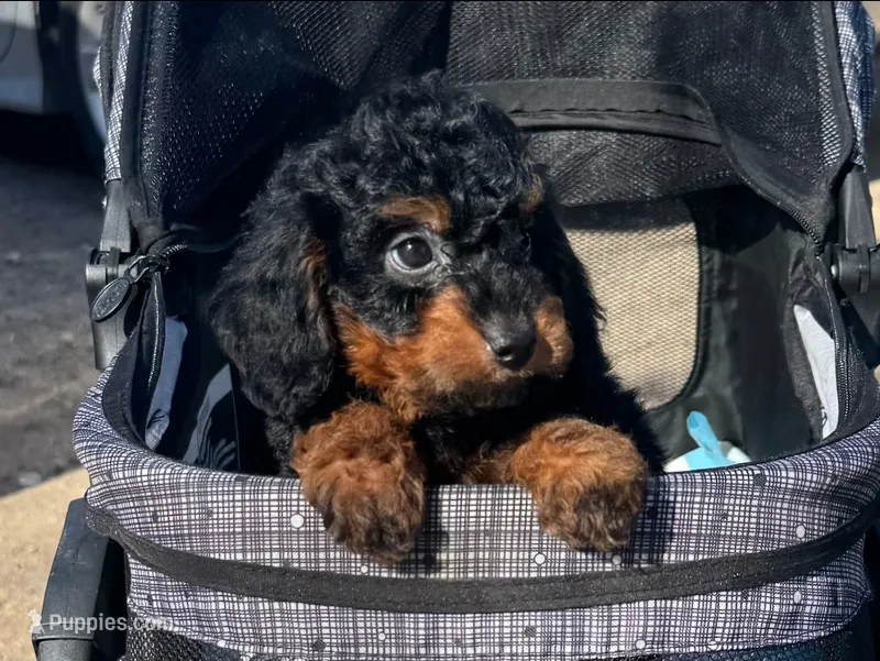 Micro Bernedoodle – Poodle - Toy , Miniature Bernedoodle puppy for sale in San Diego, CA
