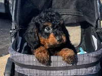 Micro Bernedoodle, a male Poodle - Toy  and Miniature Bernedoodle for sale in San Diego, CA – 1 of 2