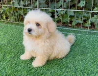 💙Male TiNY Malti PoO 💙, a male Maltipoo and Poodle - Toy  for sale in San Diego, CA – 2 of 2