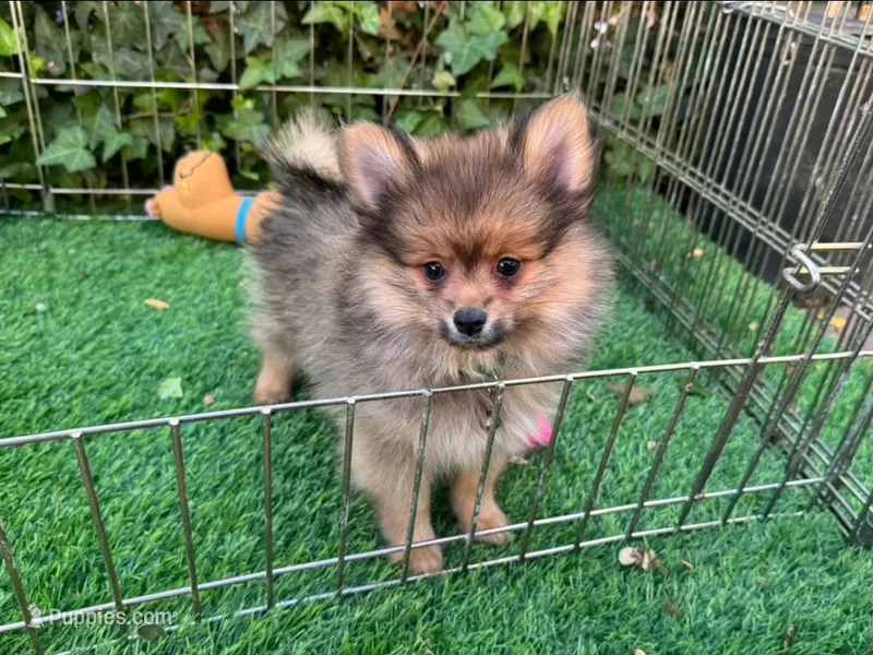 PURE Pomeranian , a male Pomeranian for sale in San Diego, CA – 1 of 1