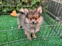 PURE Pomeranian , a male Pomeranian for sale in San Diego, CA – 1 of 1