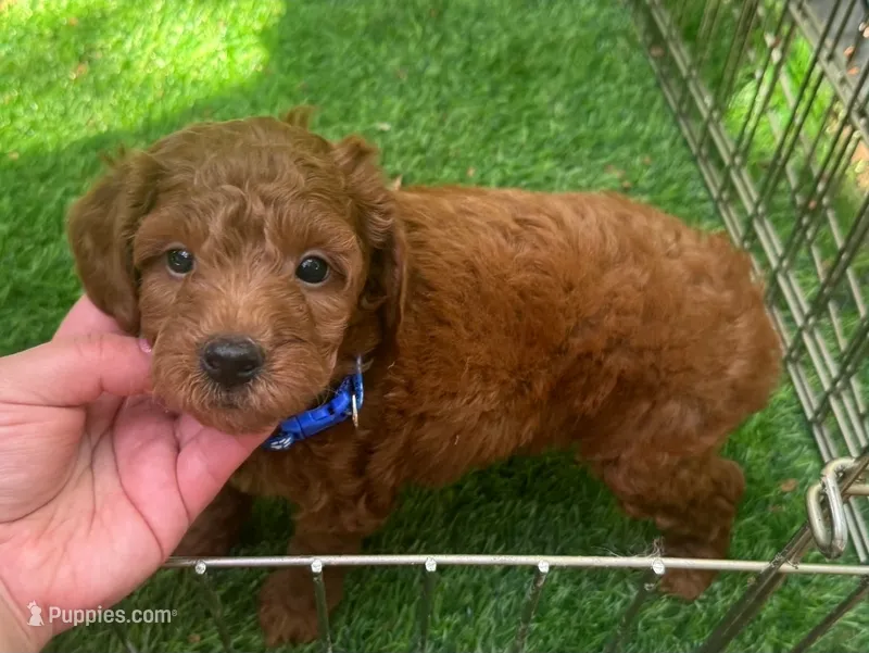 RED Toy Poodle 🐩 ♥️  – Poodle - Toy  puppy for sale in San Diego, CA