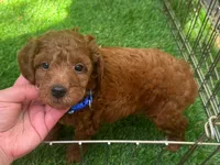RED Toy Poodle 🐩 ♥️ , a male Poodle - Toy  for sale in San Diego, CA – 1 of 2