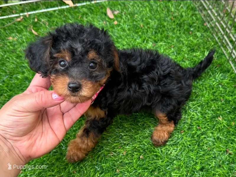 EXTRA SMALL Maltipoo Puppy! 😱🐶 – Maltipoo, Shorkie puppy for sale in San Diego, CA