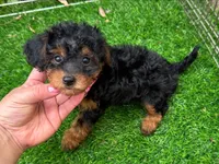 EXTRA SMALL Maltipoo Puppy! 😱🐶, a female Maltipoo and Shorkie for sale in San Diego, CA – 1 of 2