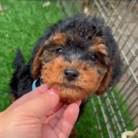 Beautiful Puppy 🐶, a male Maltipoo and Shorkie for sale in San Diego, CA – 1 of 2