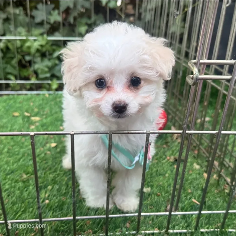 💕Maltipoo Girl Puppy 🐶 😍 💕  – Maltipoo, Maltese puppy for sale in San Diego, CA