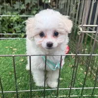 💕Maltipoo Girl Puppy 🐶 😍 💕 , a female Maltipoo and Maltese for sale in San Diego, CA – 1 of 2