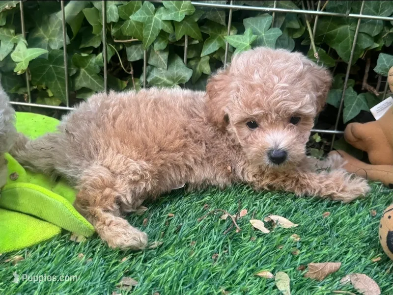 TeddyBear Maltipoo Female  – Maltipoo, Poodle - Toy  puppy for sale in San Diego, CA