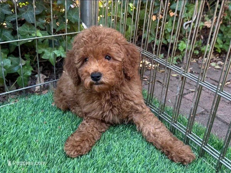 TeddyBear Goldendoodle  – Poodle - Toy , Miniature Goldendoodle puppy for sale in San Diego, CA