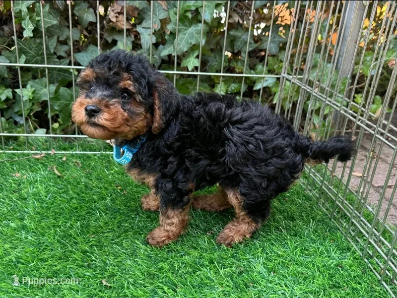 Beautiful Malti-Poo Puppy 🐶 – Maltipoo, Shorkie puppy for sale in San Diego, CA