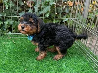 Beautiful Malti-Poo Puppy 🐶, a male Maltipoo and Shorkie for sale in San Diego, CA – 1 of 2