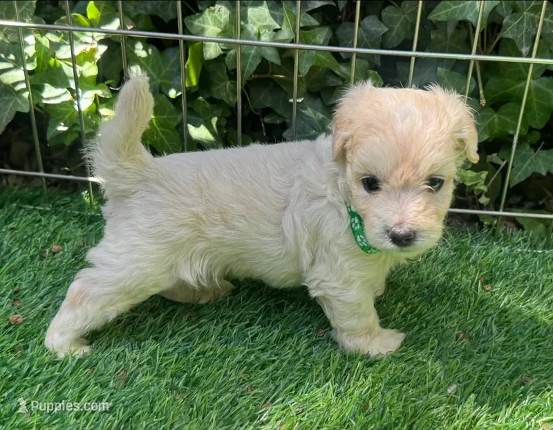 PERFECT Baby Maltipoo 💖🐶 – Maltipoo, Maltese puppy for sale in San Diego, CA