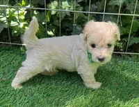 PERFECT Baby Maltipoo 💖🐶, a male Maltipoo and Maltese for sale in San Diego, CA – 1 of 2