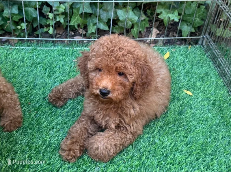 DARK RED GolenDoodle – Poodle - Toy , Miniature Goldendoodle puppy for sale in San Diego, CA
