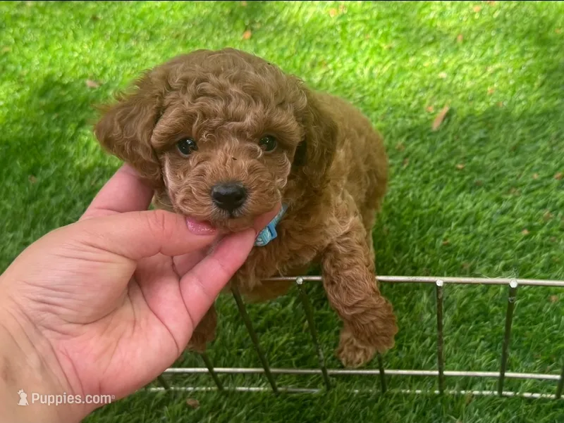 XS TeddyBear Poodle 🐩  – Poodle - Toy , Poodle - Miniature  puppy for sale in San Diego, CA