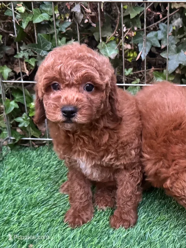DARK RED Poodle – Poodle - Toy , Poodle - Miniature  puppy for sale in San Diego, CA